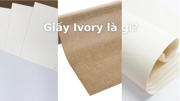 giay ivory la gi
