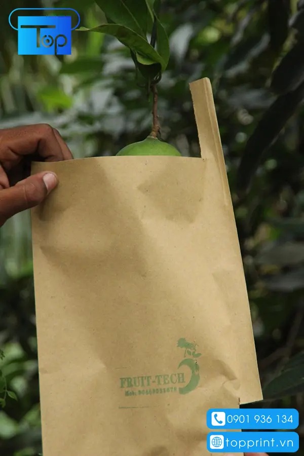 Thiết kế túi giấy bao xoài đẹp chuyên nghiệp tại TPHCM & Hà Nội